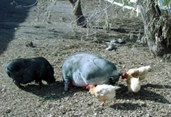 Sunrise River Farm Photo
