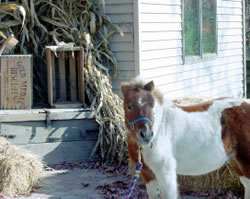 Sunrise River Farm Photo