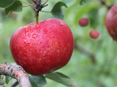 You can pick your own apples, find the perfect pumpkin, and much more fun at Sunrise River Farm and U-Pick Apple Orchard in Wyoming, Minnesota, NE of Minneapolis